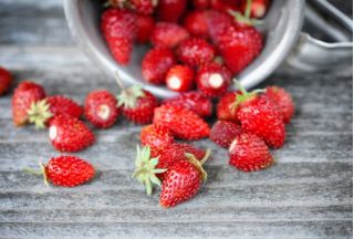 Home Garden - Wild Strawberry "Attila", slående utvalg - for innendørs og balkong dyrking - 330 frø - Fragaria vesca L.