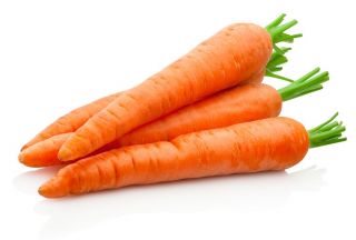 Cà rốt "Samba F1" - giống muộn - Daucus carota - hạt