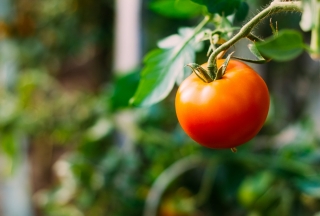 Tomate 'Lolek' - Zwerg Freilandtomate, extrem späte Orangensorte zur Langzeitlagerung empfohlen