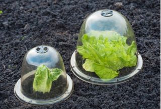 Mini serre - globe - protège les plantes du gel soudain - 26 x 20 cm - 3 pièces - 