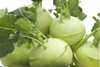 Kohlrabi "Giant" - late, pale green, extra large variety - COATED SEEDS - 100 seeds