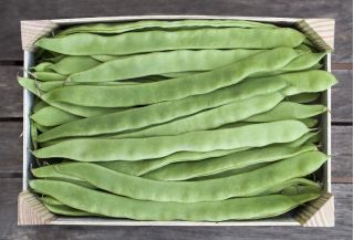 绿色法国豆“Marconi Nano” - 扁平豆荚 - Phaseolus vulgaris L. - 種子