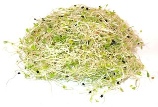 Bubur benih - Tumpukan kaya dengan Vitamin-B - set 9 keping + sprouter dengan 3 baki - 