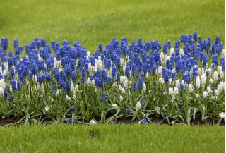 Grape hyacinth – Muscari – white and blue arrangement – 60 pcs