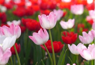 Tulipa First Class - Tulip First Class - 5 kvetinové cibule