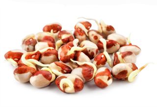 Klíčky - Adzuki fazuľa - 550 semien - Vigna angularis - semená