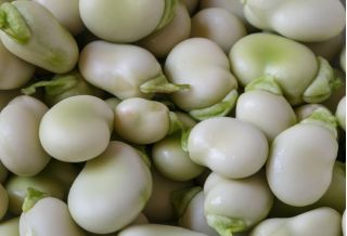 넓은 콩 "화이트 윈저"- 500 g - Vicia faba L. - 씨앗