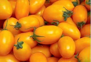 Semințe de tomate Ildi - Lycopersicon lycopersicum - 80 de semințe - Lycopersicon esculentum Mill 