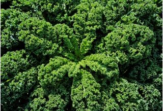 Kale Dwarf Green Curled seeds - Brassica oleracea - 300 seeds