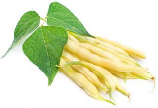 Kacang "Furora Polana" - enak dan tahan terhadap penyakit - Phaseolus vulgaris L. - biji