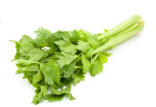 Leaf celery "Green cutting" - ideal for drying - 520 seeds