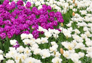 Kahekordne lilleline tulbi komplekt - lilla ja valge - 50 tk - 