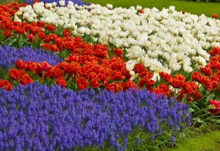 Dobbeltblomstret orange tulipan, hvid tulipan og blå drue hyacint - 50 stk - 