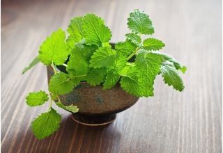 柠檬香脂 Melissa种子 蜜蜂花officinalis 1000种子 Melissa Officinalis 種子 Garden Seeds Market 免费送货 柠檬香脂 Melissa种子 蜜蜂花officinalis 1000种子 Melissa Officinalis 種子 Garden Seeds Market 免费送货