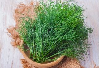 Dill Ambrosia seeds - Anethum graveolens - 3500 seeds