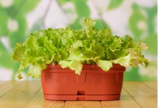 Mini Bahçe - Kesilmiş yapraklar için marul - yeşil, kıvrımlı çeşit - balkon ve teras yetiştiriciliği için -  Lactuca sativa var. Foliosa - tohumlar