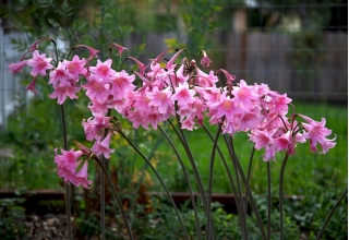 Amaryllis belladonna, Jersey lily - velika embalaža! - 10 kosov; belladonna-lily, gola-lady-lily, marčevska lilija