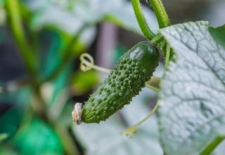Pickling cucumber 'Kajtek' - early variety, resistant to diseases