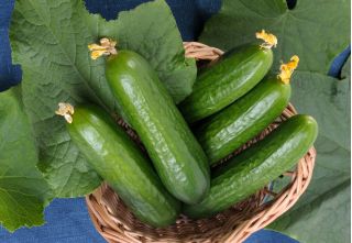 Salatgurke 'Avalanche' - für den Anbau in Gewächshäusern - 