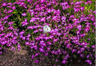 Μωβ Κήπος lobelia "Mitternachtsblau", Λωρίδες οσφυϊκής κηλίδας, Λάμπλια - 6400 σπόροι - Lobelia erinus
