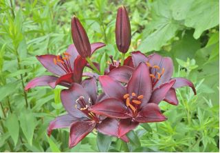 Lilium, Lily Mapira - květinové cibulky / hlíza / kořen - Lilium Mapira