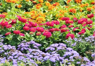 Flossflower, zinnia de jardín y zinnia persa - semillas de 3 variedades de plantas con flores - 