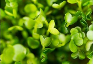 Arugula Sprouts - Eruca vesicaria - เมล็ด