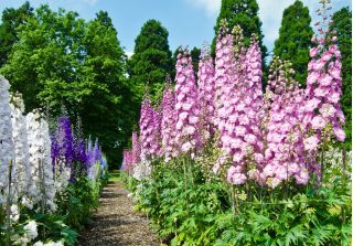Larkspur mixed colours seeds - Delphinium consolida - 350 seeds