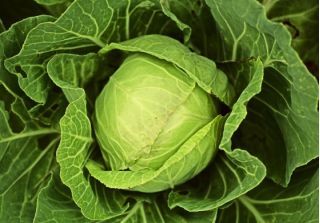 White cabbage "Fantasia" - for under cover and field cultivation - COATED SEEDS - 100 seeds