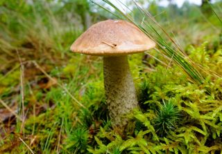 Sada hub z břízy + houba slunečníku - 5 druhů - mycelium, potěr - 