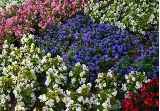 Flossflower + الأبيض والوردي والأحمر تتفتح باستمرار بيجونيا - بذور من 4 أنواع من النباتات المزهرة -  - ابذرة