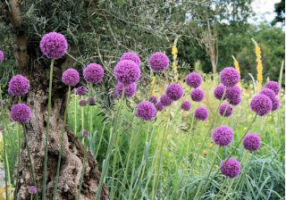 葱属紫色感觉 -  3个洋葱 - Allium Purple Sensation
