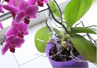 Orchid flower pot - Coubi DSTO - 12,5 cm - Green Mat
