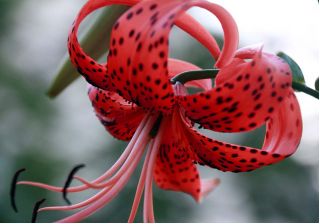 Lilium, Lily Red Tiger