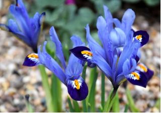 Iris Botanical - Gordon - paquet de 10 pièces