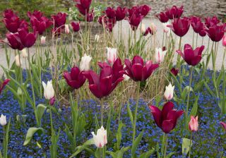 Tulipan Lasting Love - pakke med 5 stk - Tulipa Lasting Love