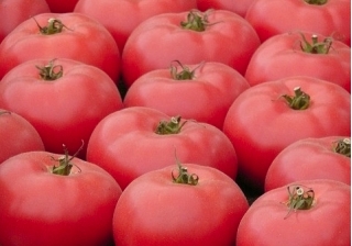 Томат - Pink Oxheart - семена инкрустированные -  Lycopersicon esculentum