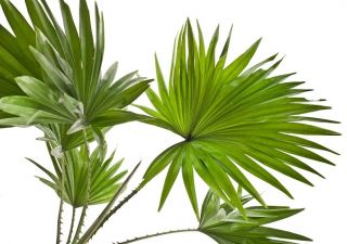 Palmblandade frön - 5 frön - Phoenix