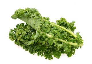 Kale "Corporal" - lavt voksende med mørkegrønne, skinnede blade - 300 frø - Brassica oleracea convar. acephala var. Sabellica