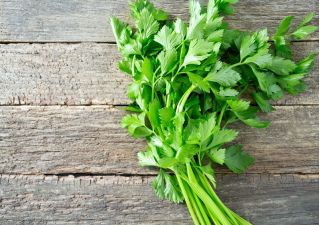 Leaf celer "Zelena rezanje" - idealno za sušenje - 520 sjemenki - Apium graveolens - sjemenke