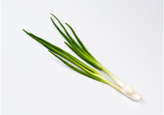 웨일스 어 양파 "바이칼"- 오래 견디고 맛있는 그린 - 500 종 - Allium fistulosum  - 씨앗