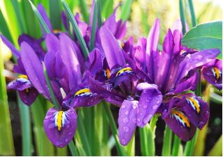 Iris Botanik George - Iris Botanik George - 10 soğan - Iris reticulata
