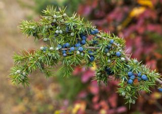 일반적인 주니퍼 - Juniperus communis - 씨앗