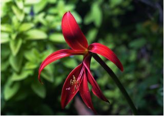 Sprekelia Formosissima, Aztec Lilies, Jacobean Lilies - กระเปาะ / หัว / ราก
