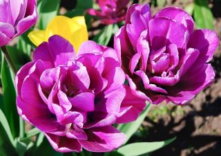 Tulipa Negrita Double - paquete de 5 piezas