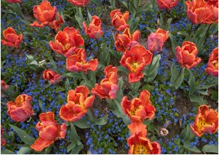 Tulp Prinses Irene Parrot - pakket van 5 stuks - Tulipa Prinses Irene Parrot