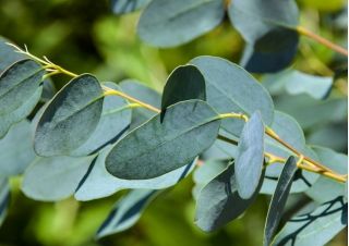 Eucalipto - comum - 10 sementes - Eucalyptus globulus