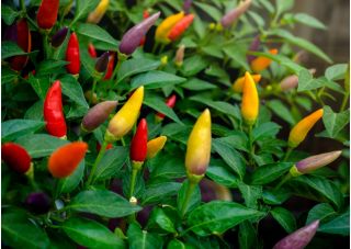 Jardin d'Intérieur - Mélange de variétés de piments forts - pour culture en intérieur et sur balcon - Capsicum annum - graines