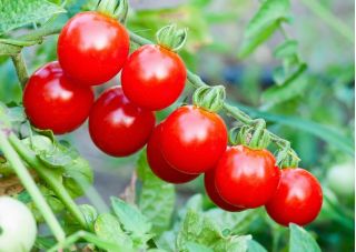 Tomato ladang "Superbaby" - pelbagai koktail yang tinggi - Lycopersicon esculentum Mill  - benih