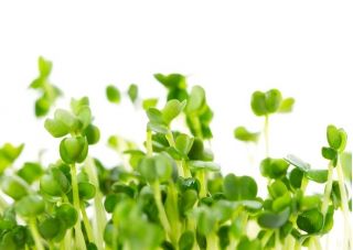 BIO EKO发芽种子 - 芝麻菜 - 经过认证的有机种子;火箭 -  Eruca sativa - 種子